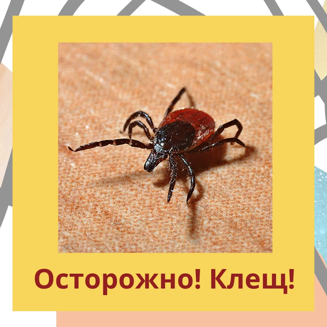 Как уберечь себя от клещевого энцефалита